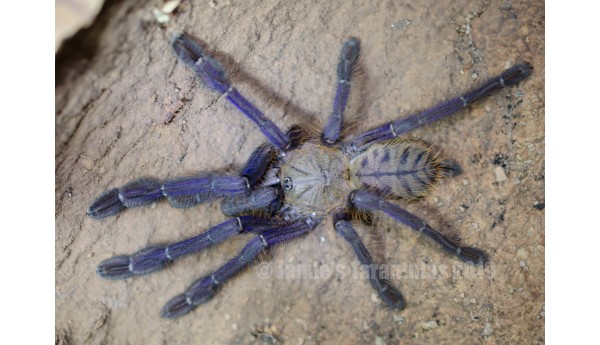Omothymus/Lampropelma violaceopes (Singapore blue) 1 -1 1/4" **